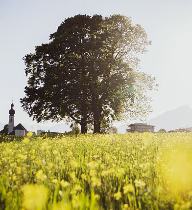 Ein großer Baum auf einer blühenden Wiese mit einer Kirche im Hintergrund und Bergen, alles unter klarem Himmel.