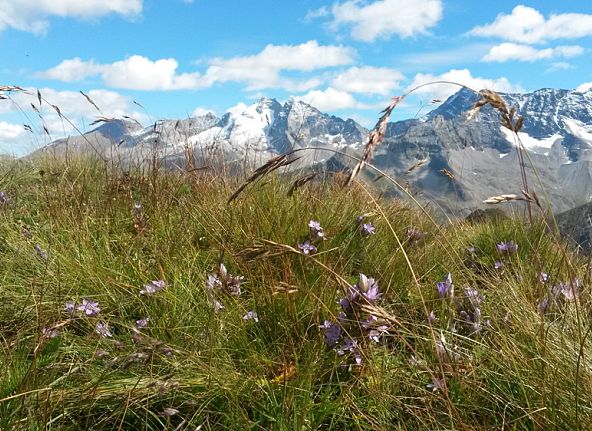 bergwiese-mit-berge-im-hintergrund-10