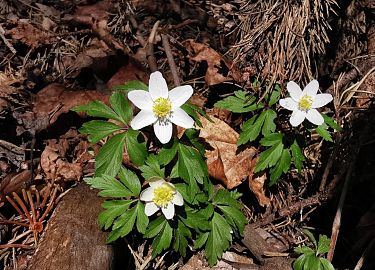 Drei weiße Anemonen mit gelben Zentren blühen auf dem Waldboden zwischen braunen Blättern und Ästen.
