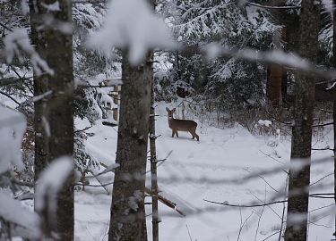 Tiere im Herbst - So machen sie sich winterfit: Das Reh