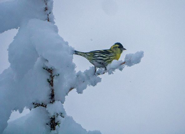 Ein kleiner Vogel mit gelbem und schwarzem Gefieder sitzt auf einem schneebedeckten Ast in einer winterlichen Landschaft.