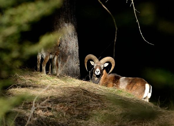 europaeischer-mufflon-ovis-orientalis-musimon-m