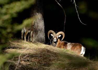 Tiere im Herbst - So machen sie sich winterfit: Das Mufflon