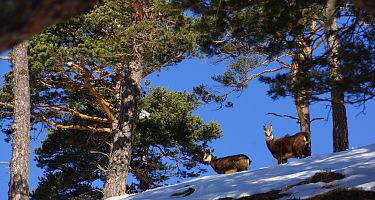 gaemse-im-naturpark-karwendel-nature-watch-halltal-hall-wattens