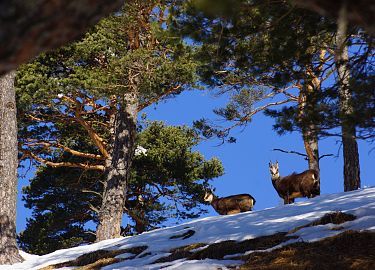 Wildtierfütterung im Winter
