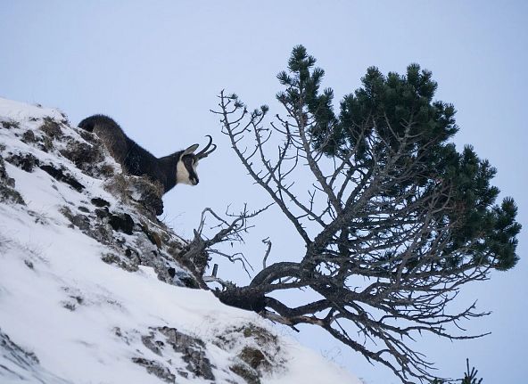 Gämse auf verschneitem Hang mit kargem Baum, blauer Himmel im Hintergrund, zeigt ruhige Winterlandschaft.