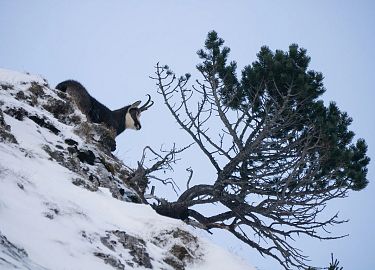 Tiere im Herbst - So machen sie sich winterfit: Die Gämse