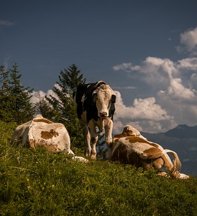 Kühe auf einer grünen Almwiese vor Bergkulisse und klarem Himmel, die entspannt liegen und stehen.