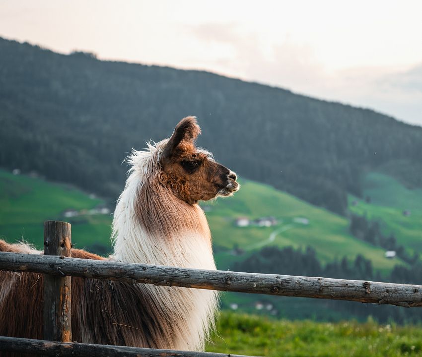 lama-fotowalk-hall-wattens