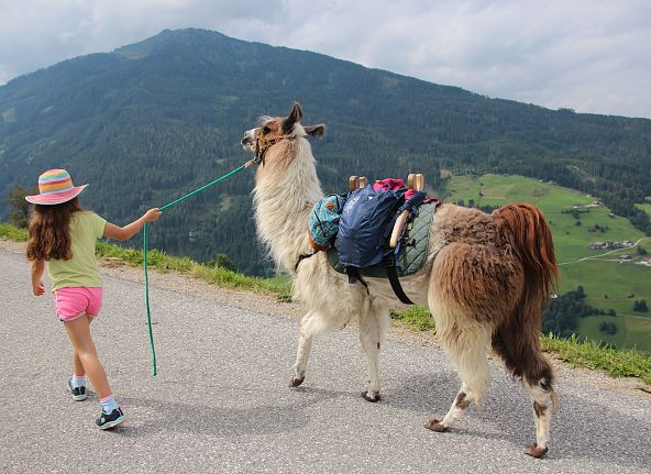 Lamawanderung am Wattenberg