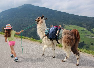 Lamawanderung am Wattenberg