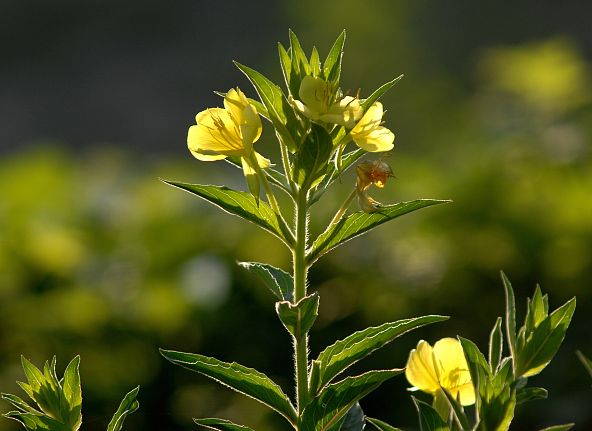 Nachtkerze(c)pixabay