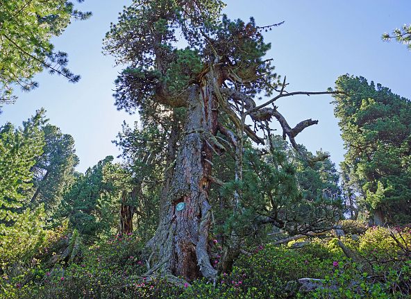 naturdenkmal-zirbe-hall-wattens