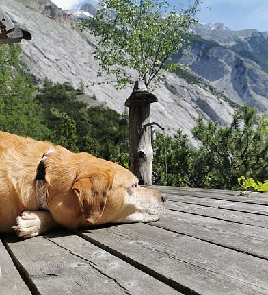 pause-mit-hund-beim-wandern-hall-wattens