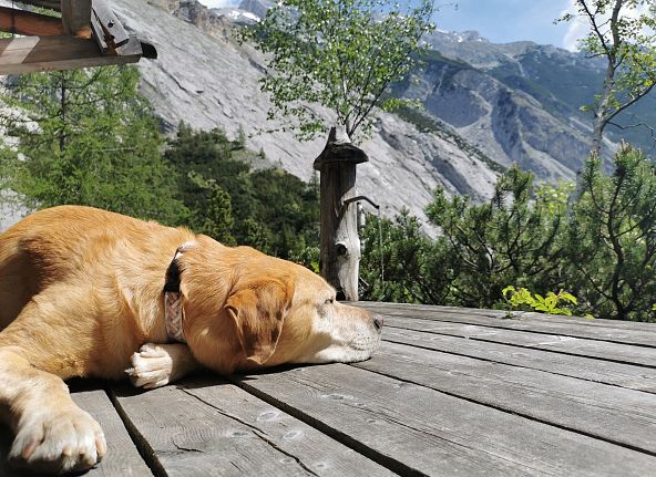 pause-mit-hund-beim-wandern-hall-wattens