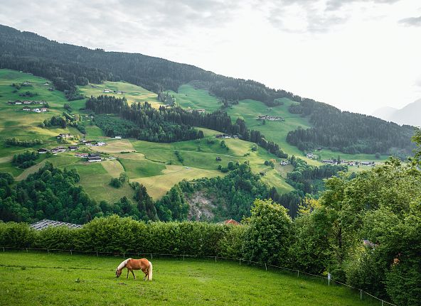 pferd-fotowalk-hall-wattens