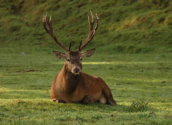 rothirsch-cervus-elaphus-4-1500-3