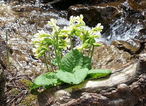 schluesselblume-am-wassercpixabay-3