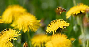 Eine Biene fliegt über gelbe Löwenzahnblüten auf einer grünen Wiese. Die Szene vermittelt einen frühlingshaften Eindruck.