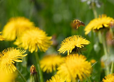 unterkircher-absam-biene-auf-loewenzahncunterkircher-6