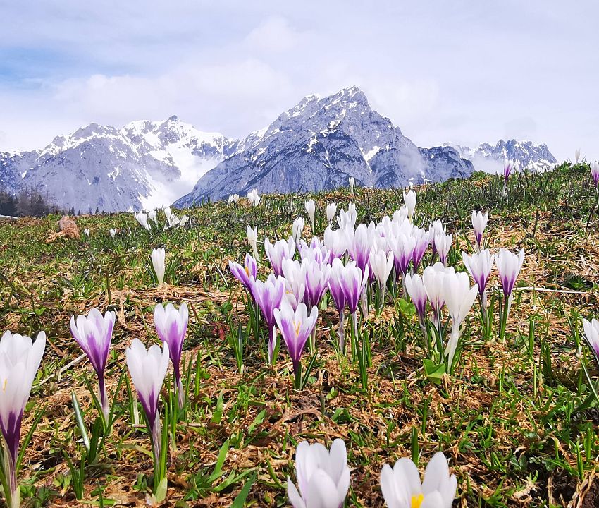 Wandern. Im Frühling