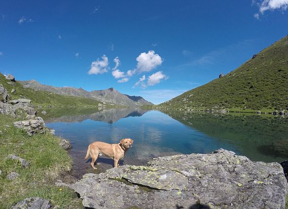 Ein Hund steht an einem klaren Bergsee, umgeben von grünen Hügeln und einem blauen Himmel mit Wolken im Hintergrund.