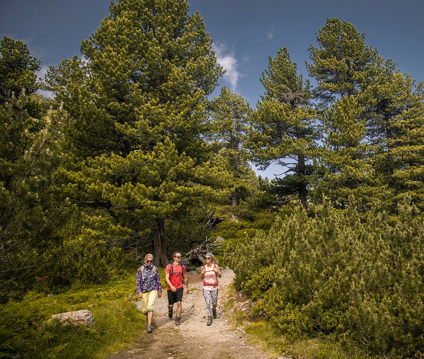 wandern-zwischen-zirben-7