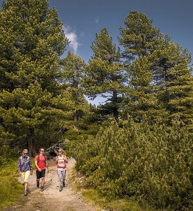 wandern-zwischen-zirben-9