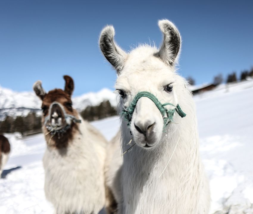 Shop. Hall-Wattens region